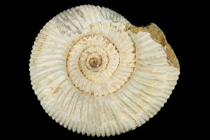 Jurassic Ammonite (Perisphinctes) Fossil - Madagascar #182015
